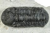 Bargain, Austerops Trilobite - Ofaten, Morocco #287568-1